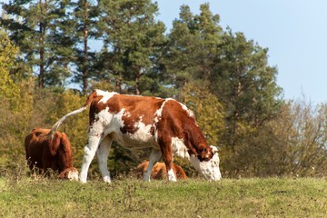 Fototapeta na wymiar Cow on pasture. Autumn on the agricultural farm. Cattle breeding
