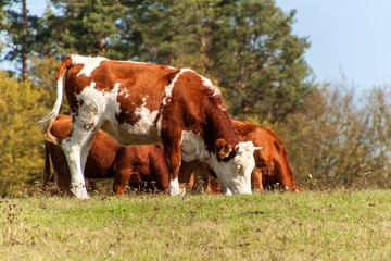 Cow on pasture.  Autumn on the agricultural farm. Cattle breeding