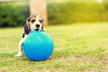 Little Beagle playing with ball in garden