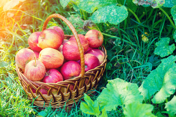 Basket with red ripe apples on the grass