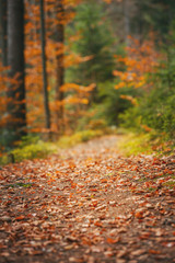 Magic trail in the forest, roots of trees, place for active holidays and hiking