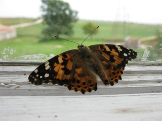 Fototapeta na wymiar Butterfly on a windowsill