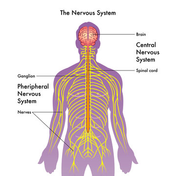vector medical illustration of the nervous system
