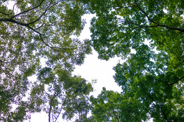 green tree background