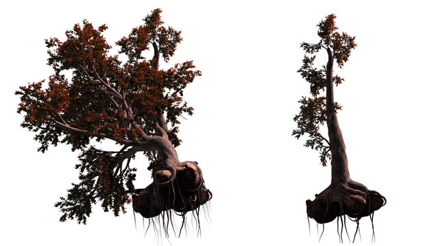  Dead  tree  spooky isolated set on white background	