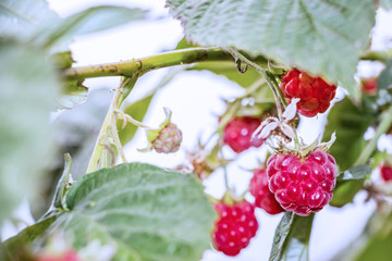 Red ripe raspberries in the garden on a branch