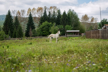 Старый рабочий белый конь пасётся на лугу, в деревне, осенью.