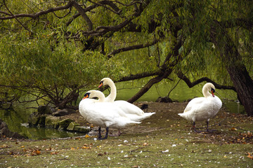 Obraz premium Birds 192