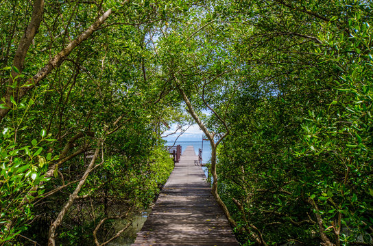 Fototapeta Wooden walkway in the mangrove forest to the sea.