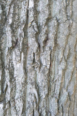 texture of tree bark