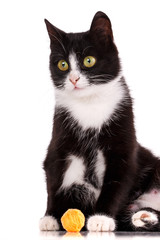 A kitten on a white background. The cat is playing with the ball