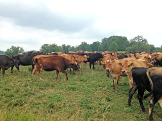 Black and brown dairy cows in a field