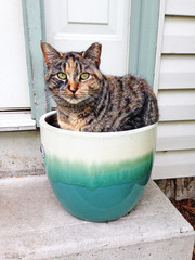 A cat with a gorgeous calico pattern sits in a flower pot. Her tipped ear signifies she has been...