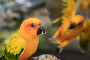 Sun conures