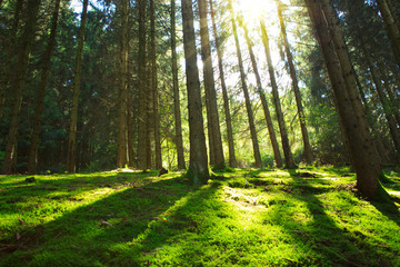 Sun shines through the trees in the pine forest.