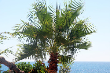 Fototapeta na wymiar Fan palm tree on the beach