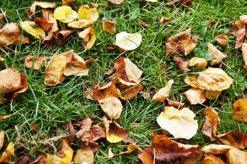 Blätter, Herbst, autumn