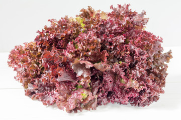 Fresh bunch of Lollo Rosso or coral lettuce