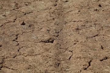 Desiccation Cracks in farming soil