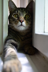 beautiful tiger cat lying in the white wooden window, looking directly into the camera