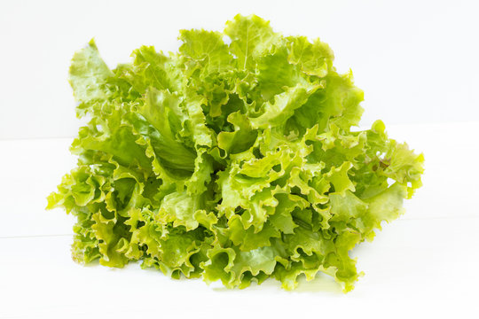Fresh organic leaves of Green Frisee lettuce