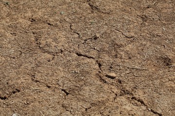 Desiccation Cracks in farming soil