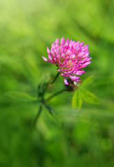 Clover flowers in grass isolated.