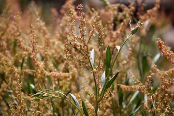 Rumex abyssinicus