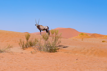 Oryx in the colorful Namib desert of the majestic Namib Naukluft National Park, best travel...