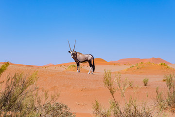 Oryx in the colorful Namib desert of the majestic Namib Naukluft National Park, best travel...