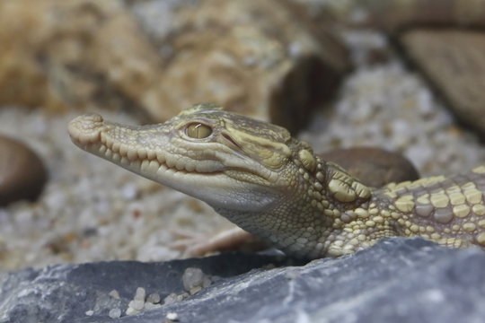 close up to the eye of baby crocodile