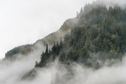 Fototapeta smoky moumtain with smoke, fog and haze on top of the mountain with pine tree
