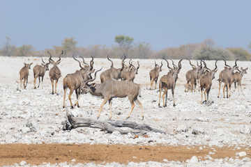 Fototapeta na wymiar Herd of Kudu walking in the Namibian desert. Wildlife Safari in the Etosha National Park, majestic travel destination in Namibia, Africa.