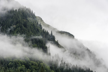landscape of slope mountain with forest and pine tree with mist or thick fog - 175254672
