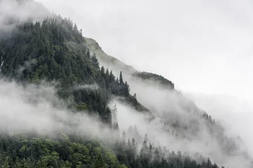 Fotobehang Grijs landscape of slope mountain with forest and pine tree with mist or thick fog  © chaolik