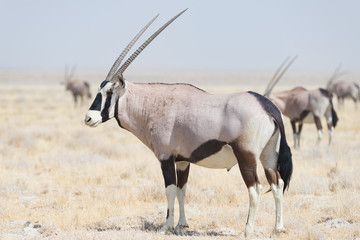 Oryx standing in the african savannah, the majestic Etosha National Park, best travel destination in Namibia, Africa.