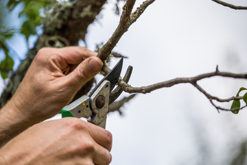 Autumn agricultural works, orchard maintenance, branching on fruit trees, agricultural scissors and...
