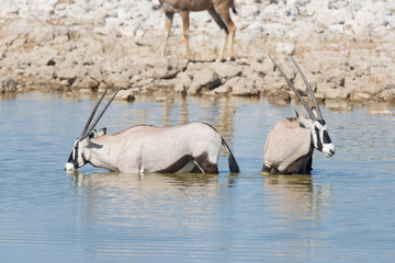 Oryx drinking from Okaukuejo waterhole in daylight. Wildlife Safari in Etosha National Park, the...