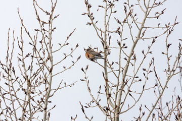 Robin in Tree on Overcast Winter Day