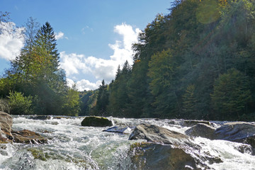 herbstwald an der sense, bern, schweiz 
