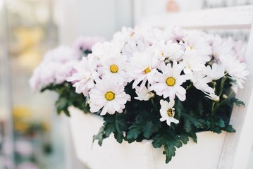 White gerbera flower in wooden box