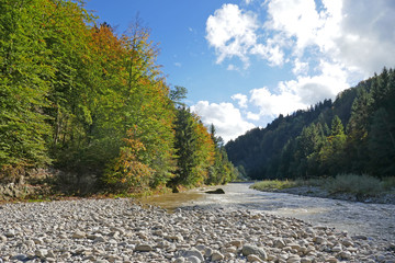 herbstwald an der sense, bern, schweiz 