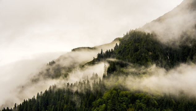 Fototapeta fog on mountain top with pine tree