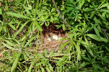 birds nest