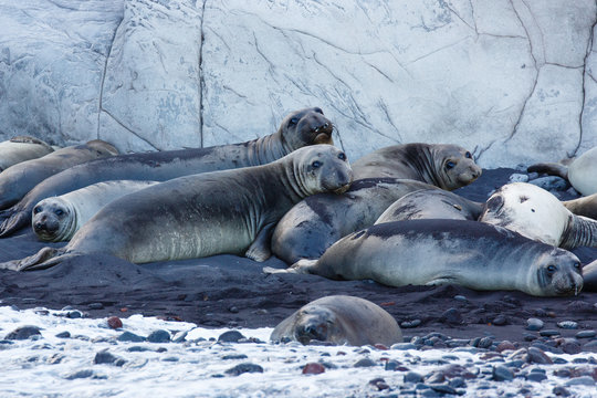 Elaphant Seals