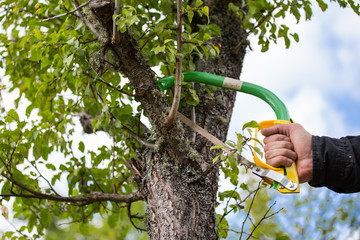 Autumn agricultural works, orchard maintenance, branching on fruit trees, agricultural scissors and...