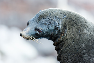 Guadalupe Fur Seal