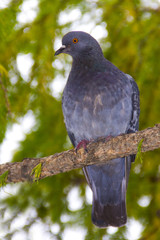Pigeon on the branch