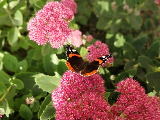 Schmetterling auf Blume