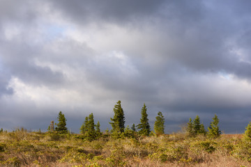Storm Clouds over Field with Pine Trees